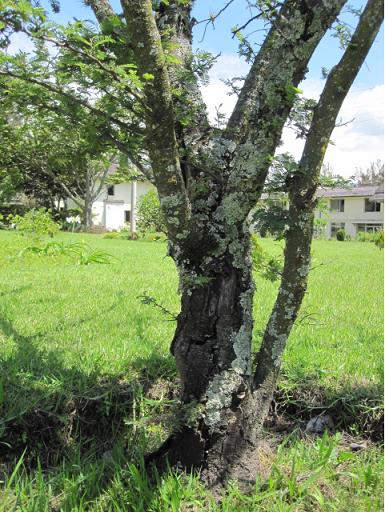 Capitulo-arbol-brotes